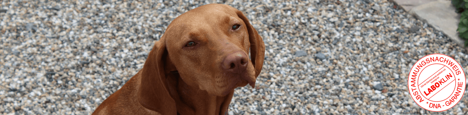 Magyar Vizsla vom Römerbrunnen