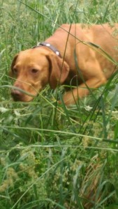 2016-06-19-PHOTO-00000065   