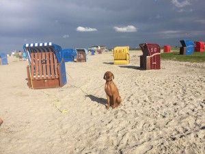 IMG 0494 